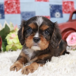 Cavalier King Charles Spaniel Puppy Tabathia