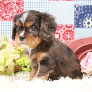 Cavalier King Charles Spaniel Puppy Tabathia