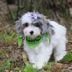 Poo-Ton Puppy Sage