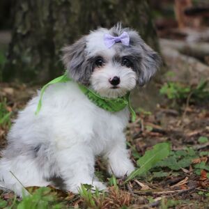 Poo-Ton Puppy Sage
