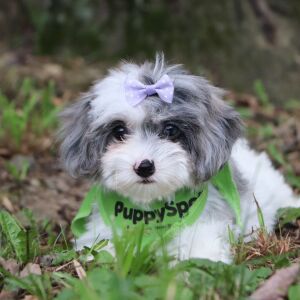 Poo-Ton Puppy Sage