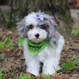 Poo-Ton Puppy Sage