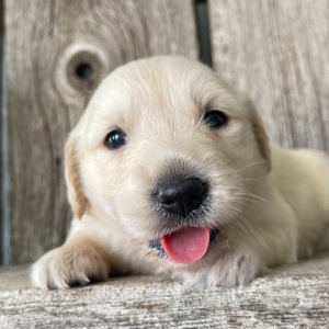Golden Retriever Puppy Malinda