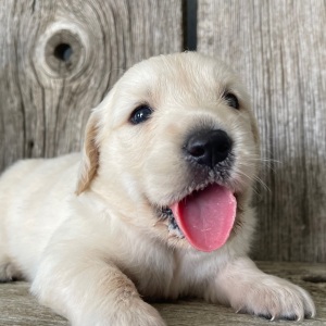 Golden Retriever Puppy Malinda