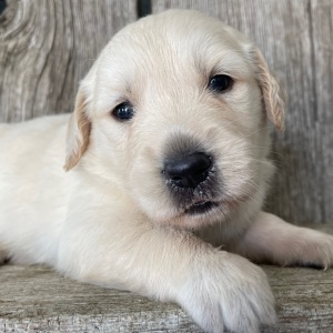 Golden Retriever Puppy Malinda
