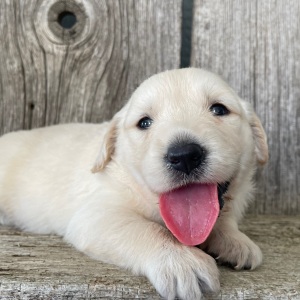 Golden Retriever Puppy Malinda