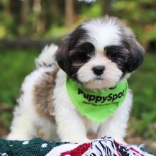 Shih Tzu Puppy Apollo