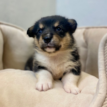 Pembroke Welsh Corgi Puppy Nye