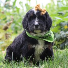Bernedoodle Puppy Parmesan