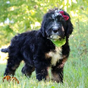 Bernedoodle Puppy Parmesan