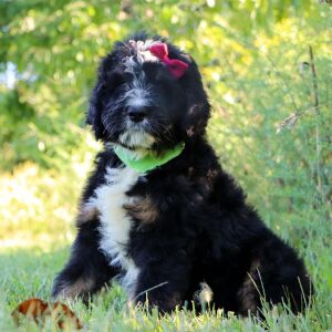 Bernedoodle Puppy Parmesan