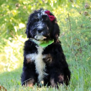 Bernedoodle Puppy Parmesan