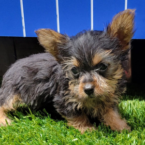 Yorkshire Terrier Puppy Kenya
