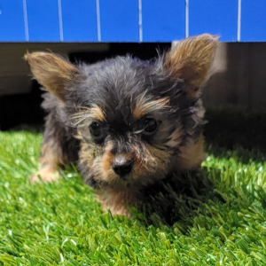 Yorkshire Terrier Puppy Kenya