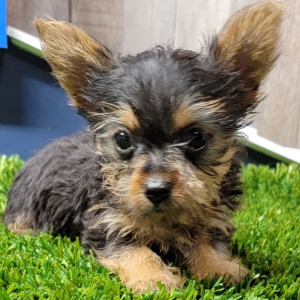 Yorkshire Terrier Puppy Kenya