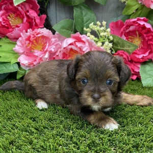 Shihpoo Puppy Kelly