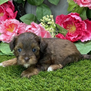 Shihpoo Puppy Kelly