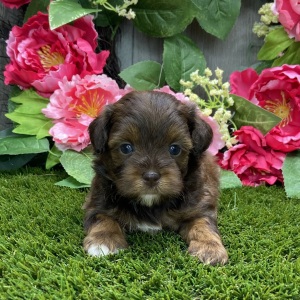 Shihpoo Puppy Kelly