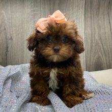 Shihpoo Puppy Kelly