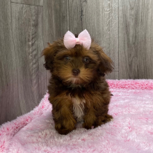Shihpoo Puppy Kelly
