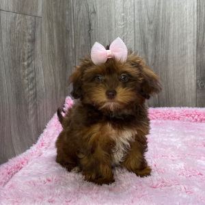 Shihpoo Puppy Kelly
