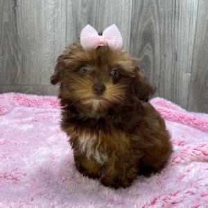 Shihpoo Puppy Kelly