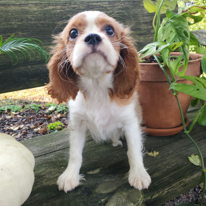 Cavalier King Charles Spaniel Puppy Kai