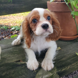 Cavalier King Charles Spaniel Puppy Kai
