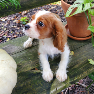 Cavalier King Charles Spaniel Puppy Kai