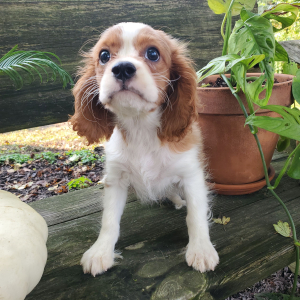 Cavalier King Charles Spaniel Puppy Kai