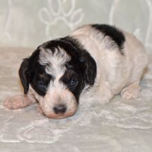 Cavapoo Puppy Darcy