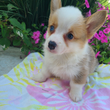 Pembroke Welsh Corgi Puppy Nala