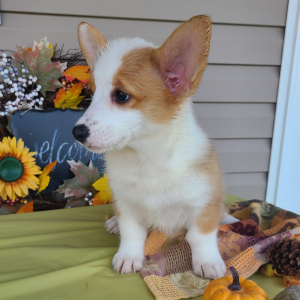 Pembroke Welsh Corgi Puppy Nala
