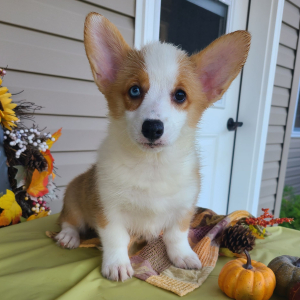 Pembroke Welsh Corgi Puppy Nala