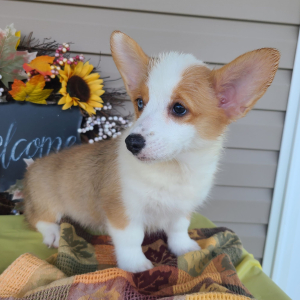 Pembroke Welsh Corgi Puppy Nala
