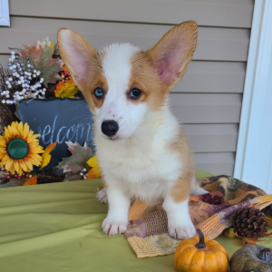 Pembroke Welsh Corgi Puppy Nala