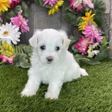 Maltipoo Puppy Rae