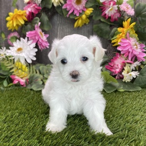 Maltipoo Puppy Rae
