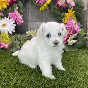 Maltipoo Puppy Rae