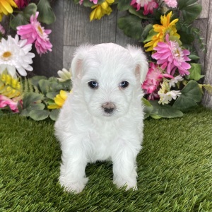 Maltipoo Puppy Rae