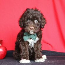 Portuguese Water Dog Puppy Logan