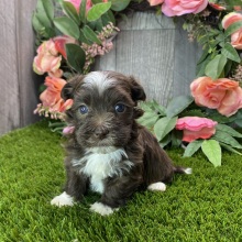 Havanese Puppy Nivan