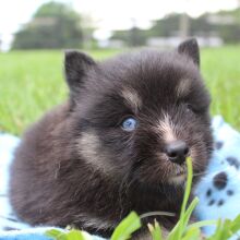 Pomsky Puppy Rathalos
