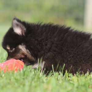 Pomsky Puppy Rathalos