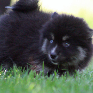 Pomsky Puppy Rathalos
