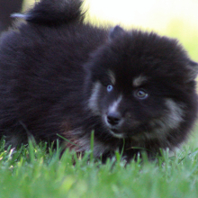 Pomsky Puppy Rathalos