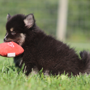 Pomsky Puppy Rathalos