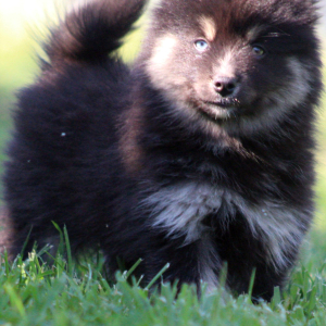 Pomsky Puppy Rathalos