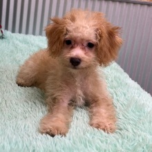 Aussiedoodle Puppy Gavin