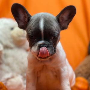 French Bulldog Puppy Shake And Bake
